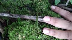 Singaporoidea dolorosa