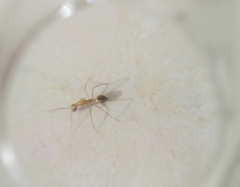 Camponotus aegyptiacus