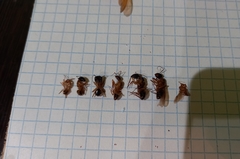 Camponotus aegyptiacus