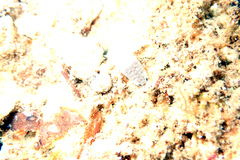 Cirolana australiense