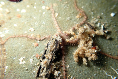 Ophiothrix caespitosa