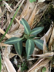 Goodyera nankoensis