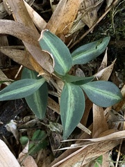 Goodyera nankoensis