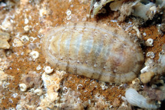 Ischnochiton variegatus