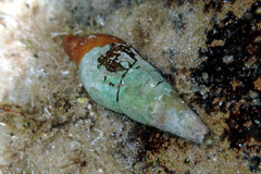 Isara glabra