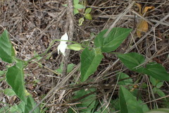 Thunbergia atriplicifolia