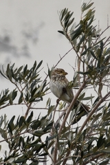 Emberiza calandra