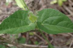 Thunbergia atriplicifolia