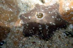 Meridiastra