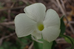 Thunbergia atriplicifolia