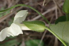 Thunbergia atriplicifolia