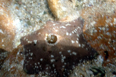 Meridiastra