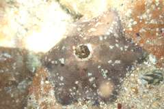 Meridiastra