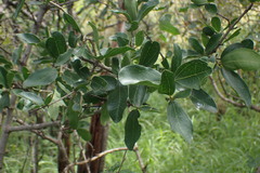 Strychnos madagascariensis