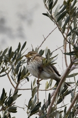 Emberiza calandra