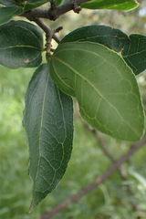 Strychnos madagascariensis