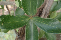 Strychnos madagascariensis