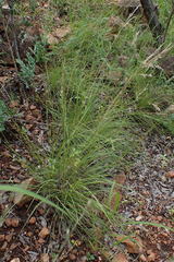 Enneapogon scoparius