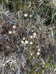 Erigeron morrisonensis