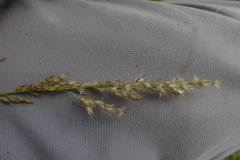 Enneapogon scoparius