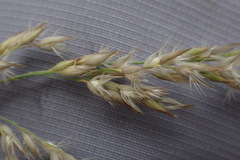 Enneapogon scoparius