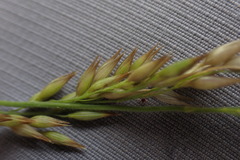 Enneapogon scoparius