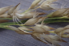 Enneapogon scoparius