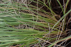 Enneapogon scoparius