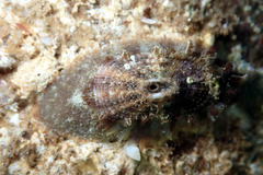 Amblychilepas oblonga