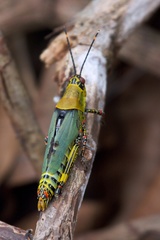 Zonocerus variegatus