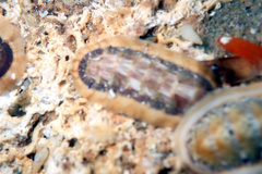 Ischnochiton torri