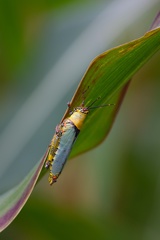 Zonocerus variegatus