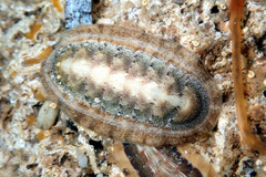 Ischnochiton cariosus
