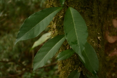 Hydrangea integrifolia