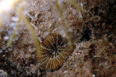 Homophyllia australis