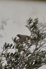 Emberiza calandra