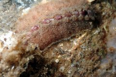 Cryptoplax striata