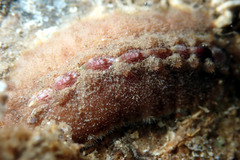 Cryptoplax striata