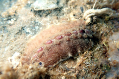 Cryptoplax striata