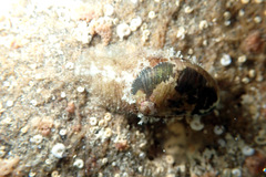 Stomatella impertusa