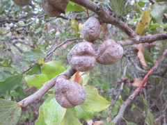 Hakea elliptica