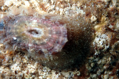 Amblychilepas oblonga