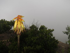 Aloiampelos striatula