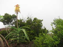 Aloiampelos striatula