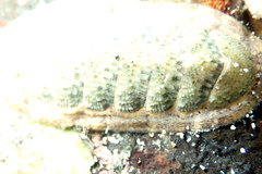 Ischnochiton subviridis