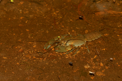 Cherax depressus