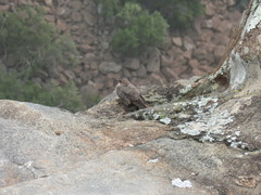 Ptyonoprogne fuligula