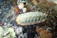 Ischnochiton subviridis