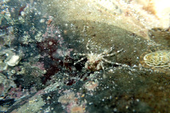 Halicarcinus ovatus
