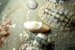 Macroschisma productum